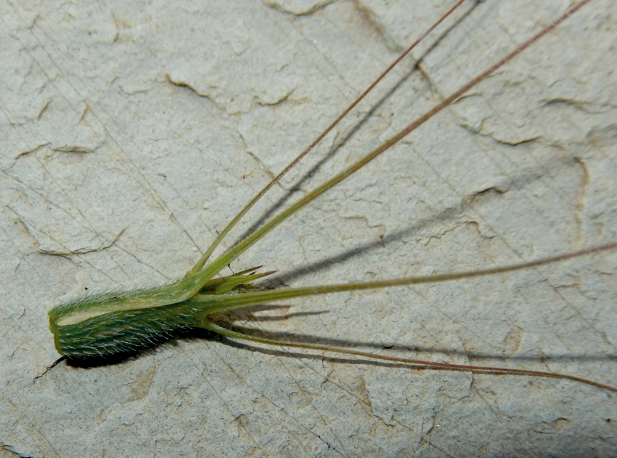 Изображение особи Aegilops triuncialis var. hirta.