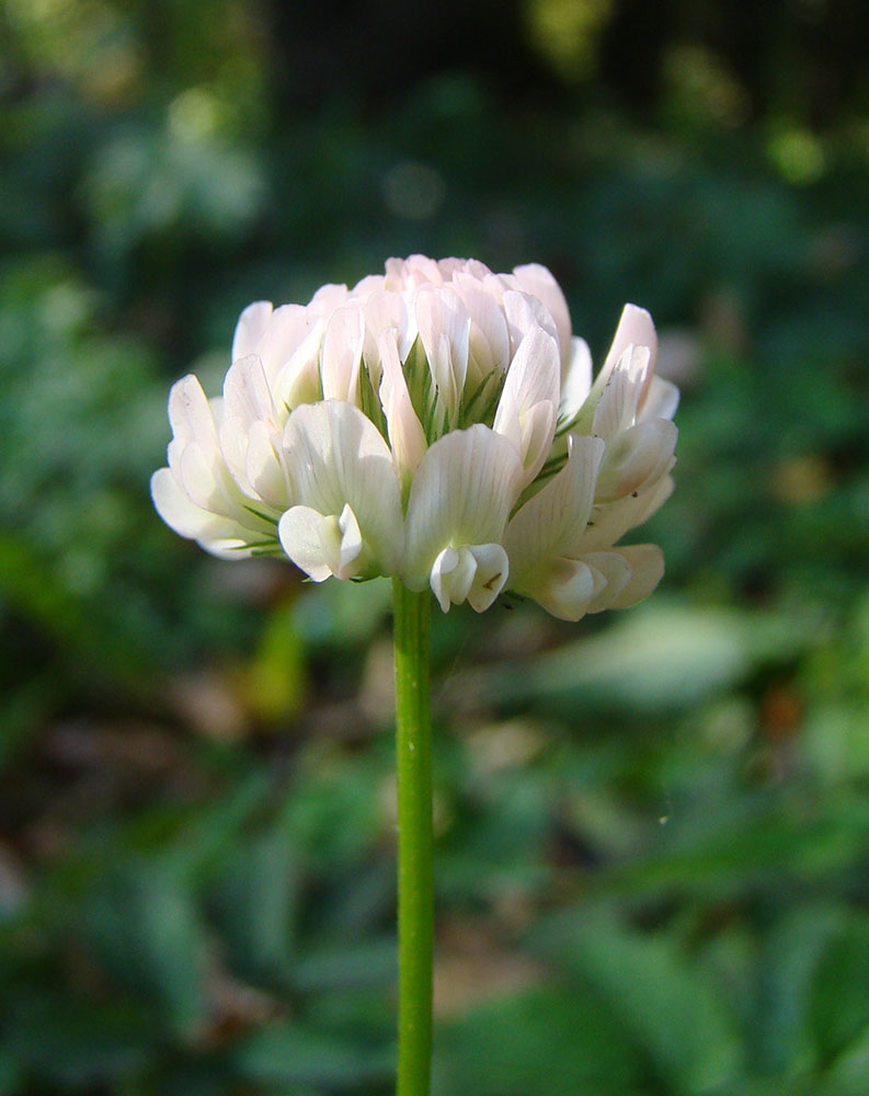 Image of Trifolium repens specimen.