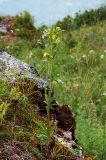 Potentilla longifolia. Цветущее растение на каменистом лугу. Республика Алтай, Чемальский р-н, правый берег р. Катунь. 26.07.2009.