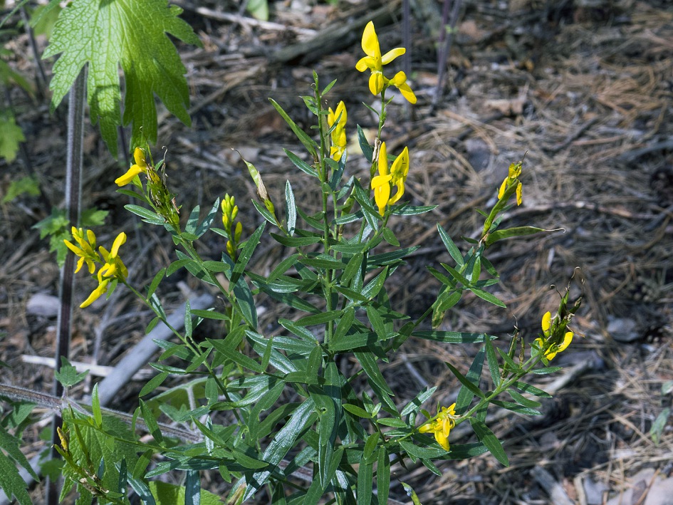 Image of Genista tinctoria specimen.