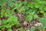 Geranium robertianum