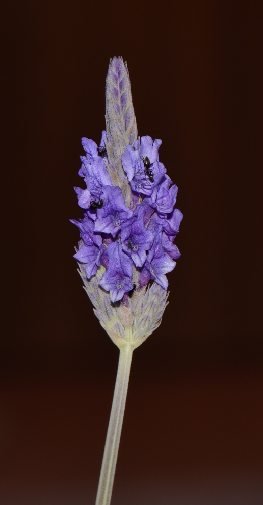 Изображение особи Lavandula multifida.