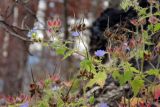 Geranium bohemicum