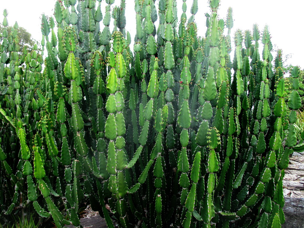 Изображение особи Euphorbia kamerunica.
