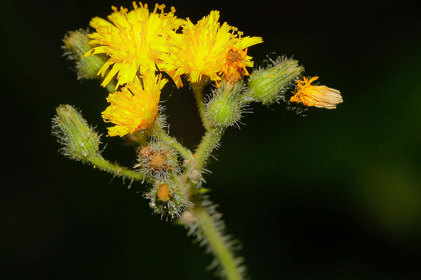 Изображение особи Pilosella caespitosa.