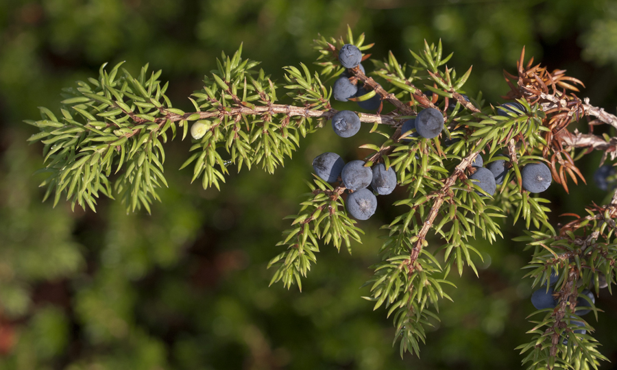 Изображение особи Juniperus sibirica.