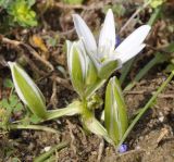 Ornithogalum sibthorpii