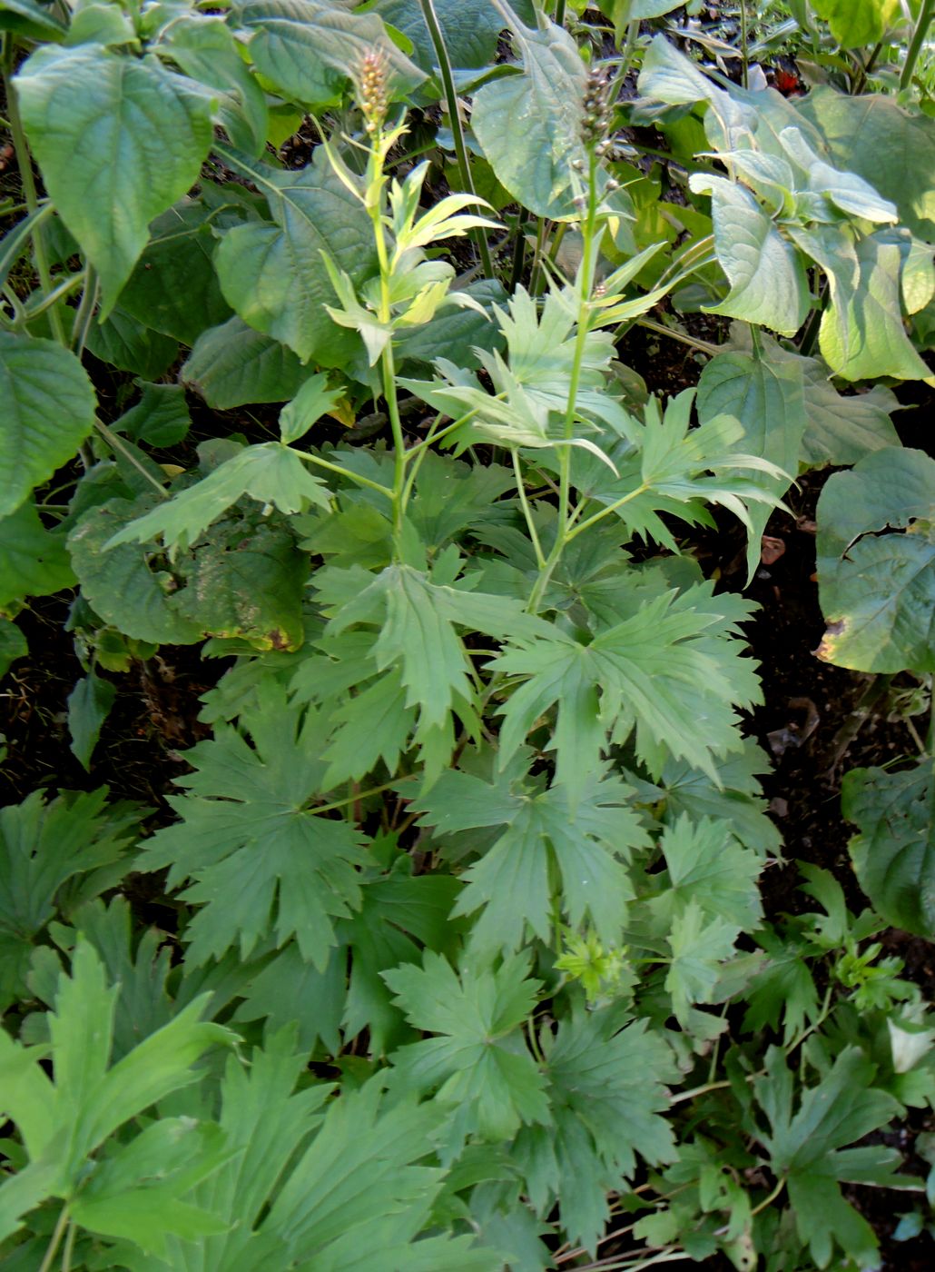 Image of Delphinium &times; phoeniceum specimen.