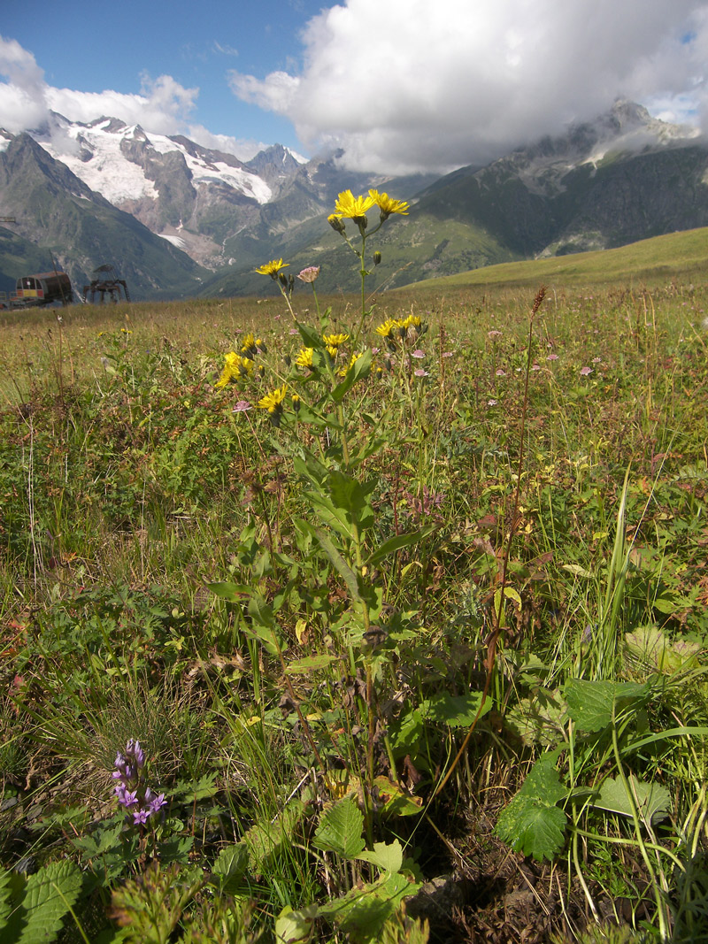 Изображение особи Hieracium leptoprenanthes.