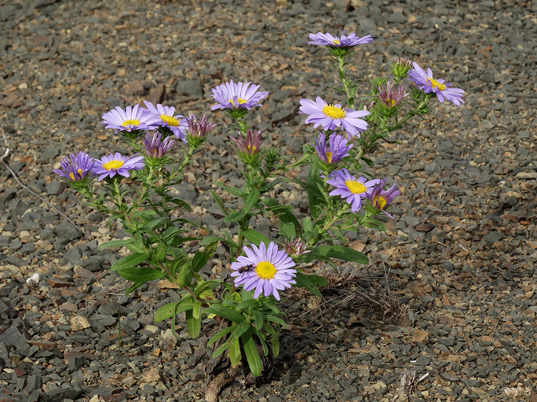 Image of genus Heteropappus specimen.