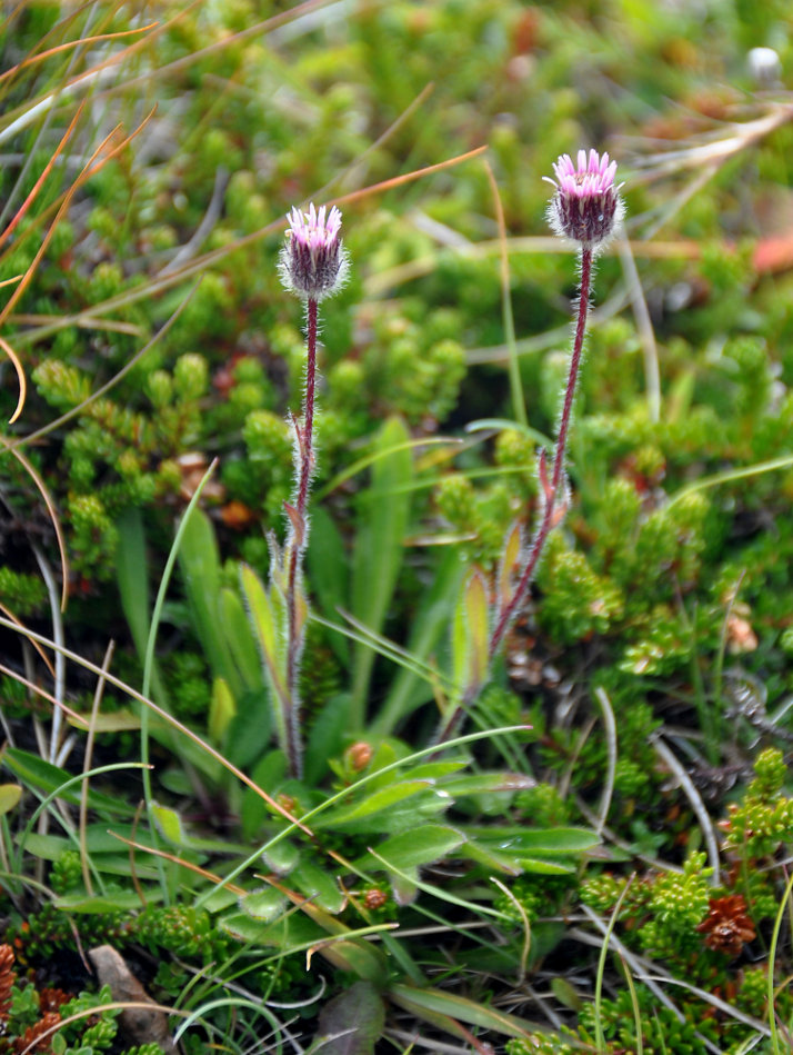 Image of Erigeron uniflorus specimen.