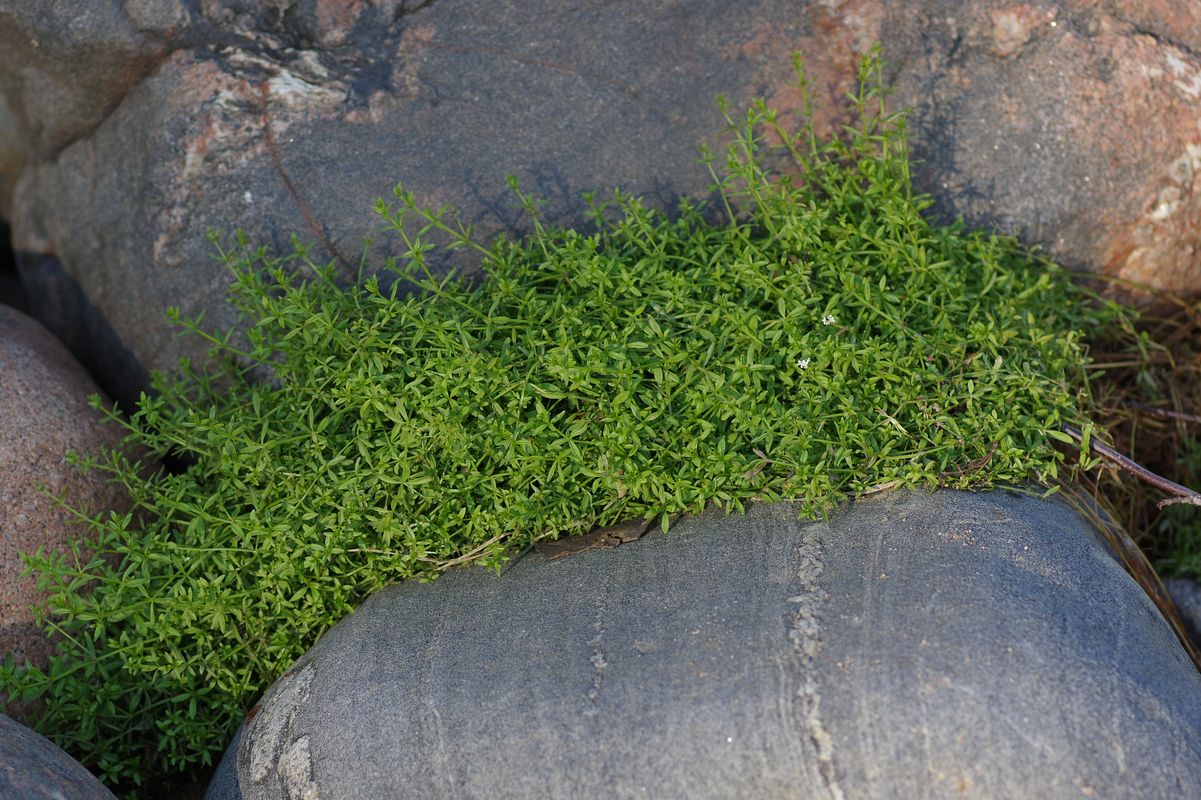 Image of Galium palustre specimen.