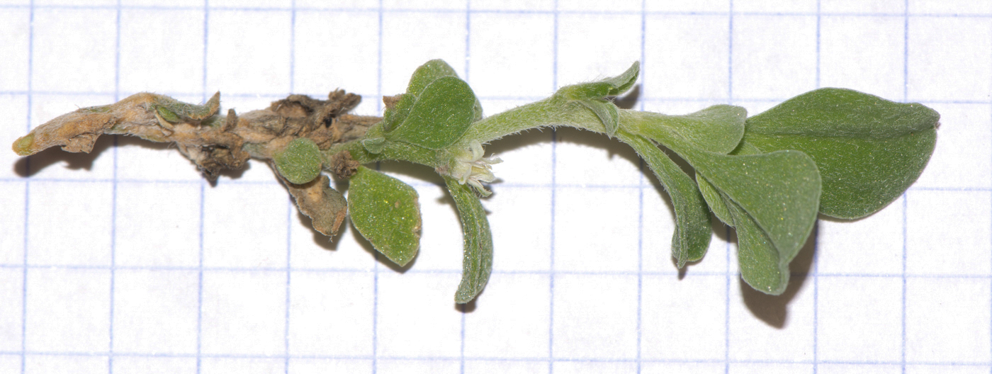Изображение особи Galenia pubescens.