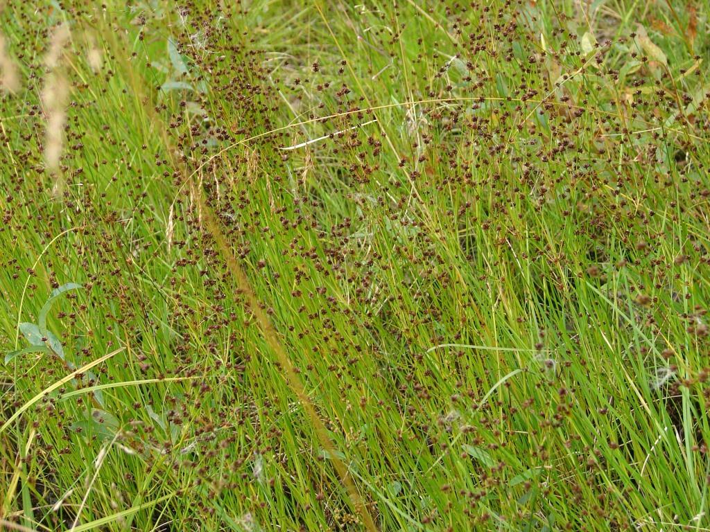 Изображение особи Juncus alpino-articulatus.