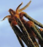 Image of taxon representative. Author is Геннадий Окатов