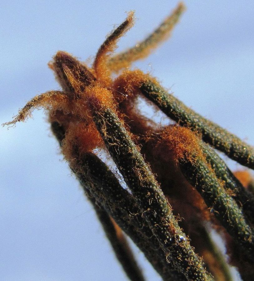Image of Ledum palustre specimen.