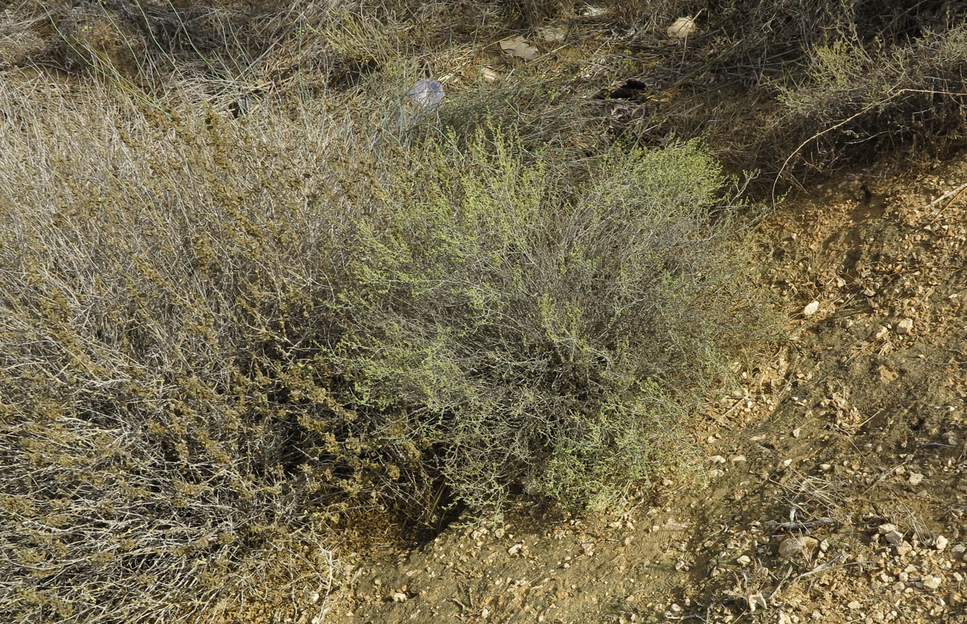 Изображение особи Artemisia sieberi.