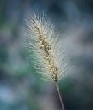 Setaria viridis. Соплодие. Пермский край, Оханский р-н, Кунчурихинский бор, обочина песчаной лесной дороги. 03.09.2016.