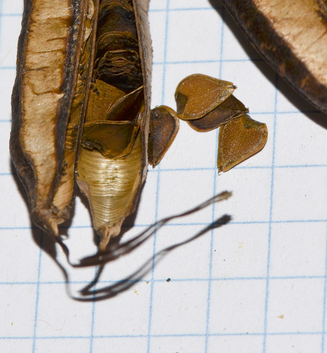 Изображение особи Aristolochia littoralis.