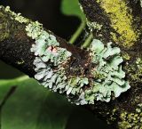 Parmelia sulcata