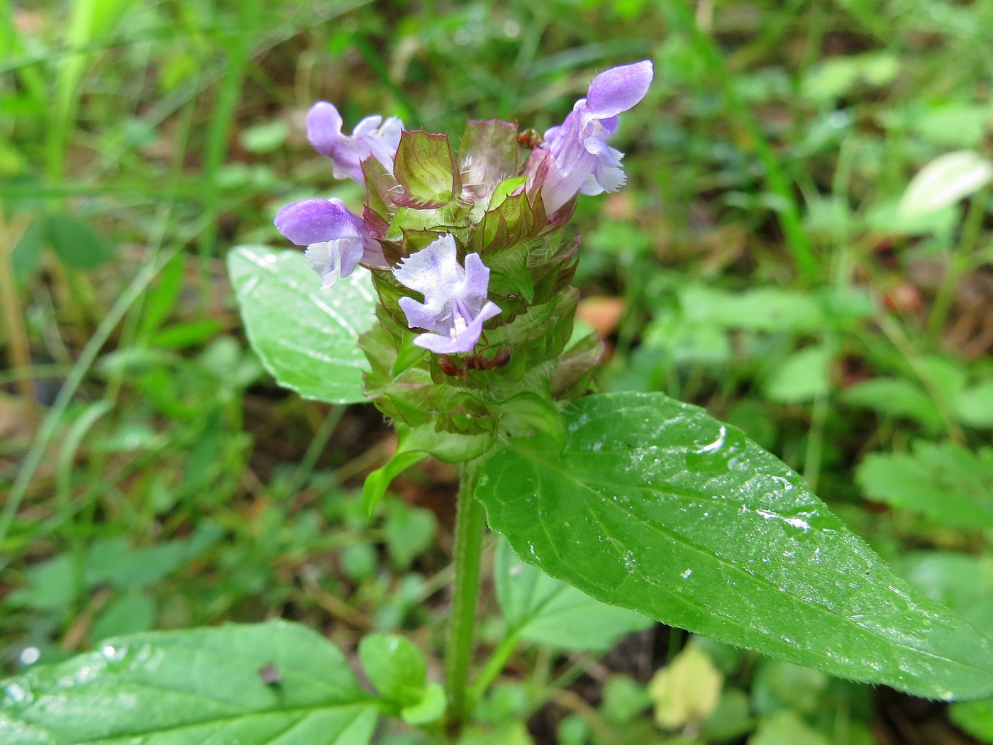 Image of Prunella vulgaris specimen.