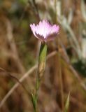 Dianthus carbonatus