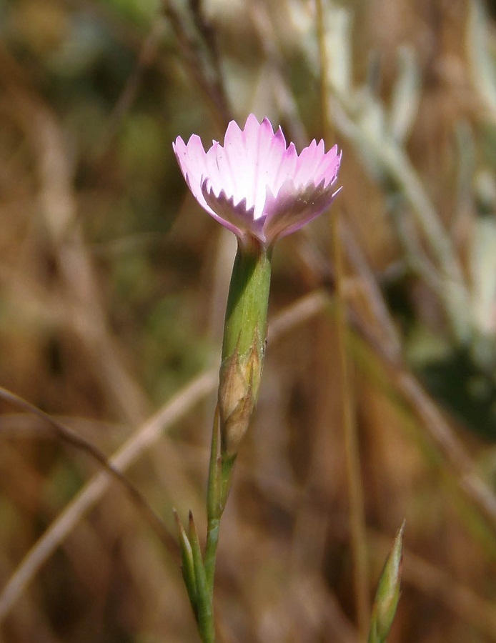 Изображение особи Dianthus carbonatus.