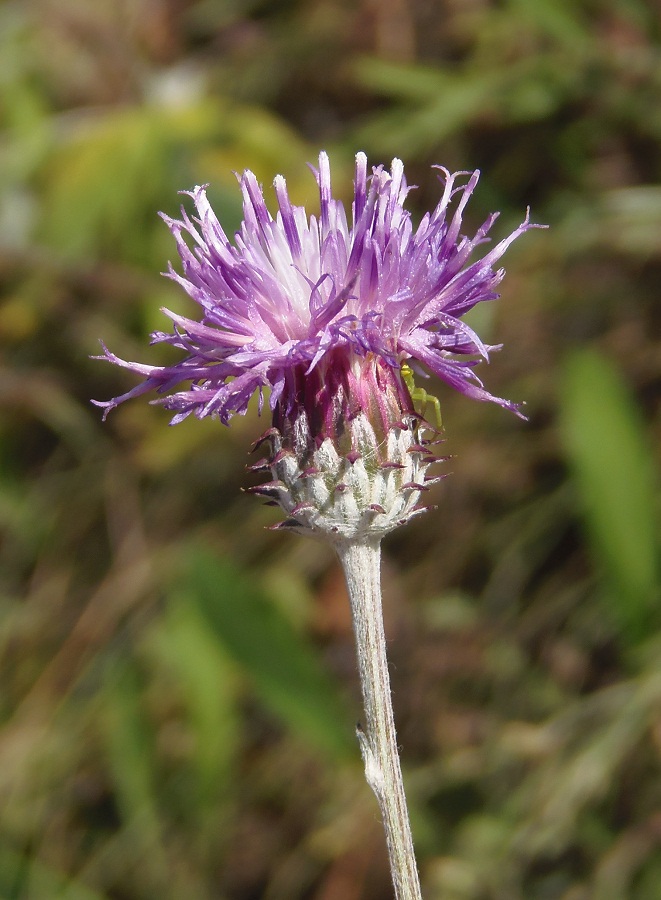 Image of genus Jurinea specimen.