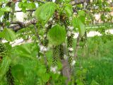View full-size image Populus tremula
