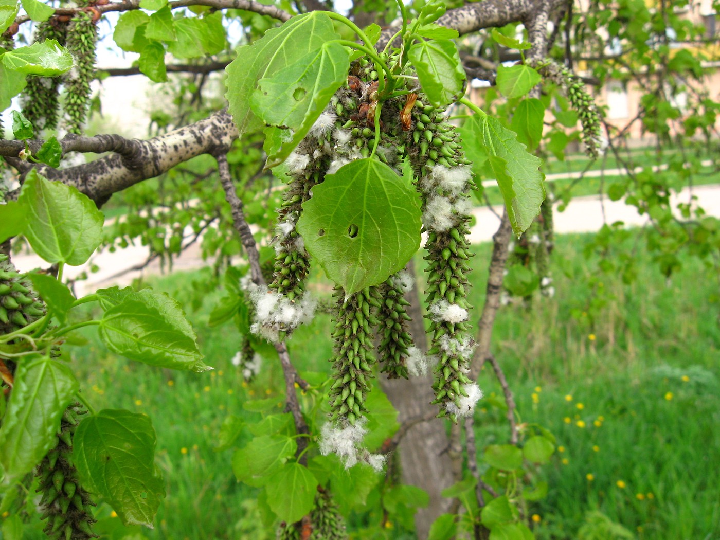 Изображение особи Populus tremula.