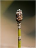 Equisetum hyemale