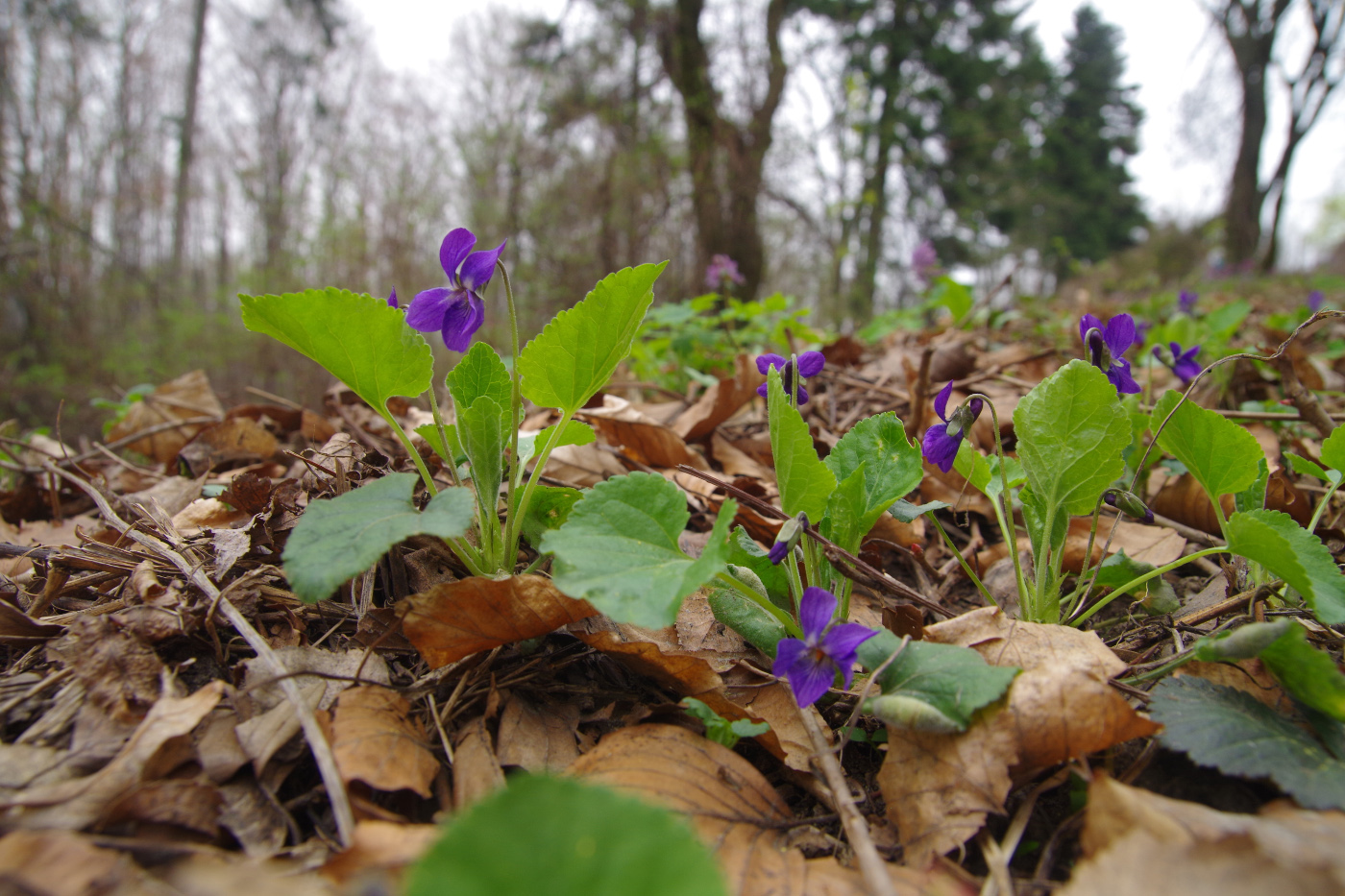 Изображение особи род Viola.