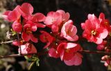 Chaenomeles speciosa