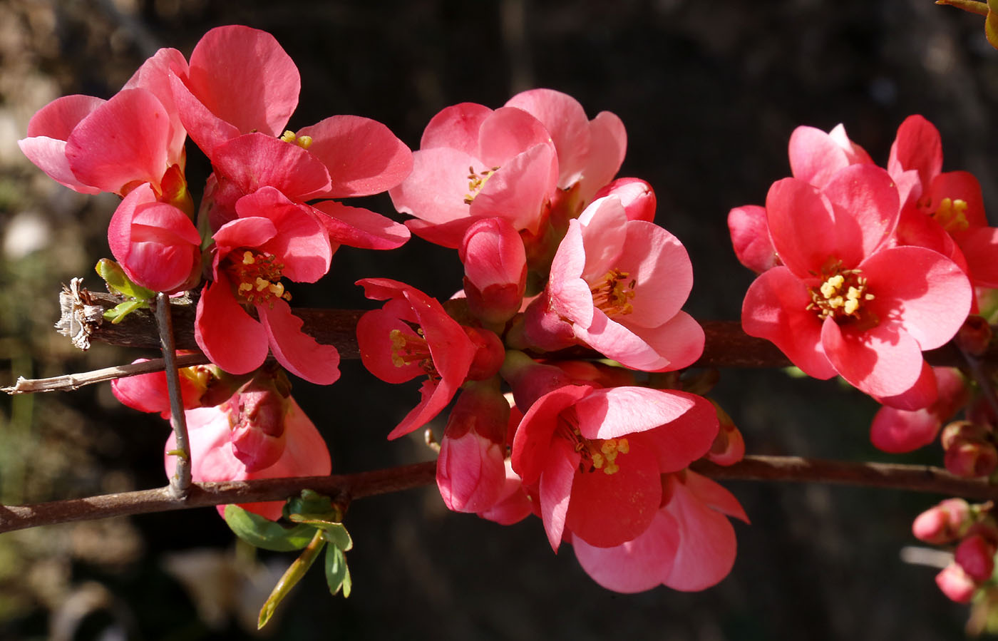 Image of Chaenomeles speciosa specimen.