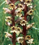 Orobanche alba