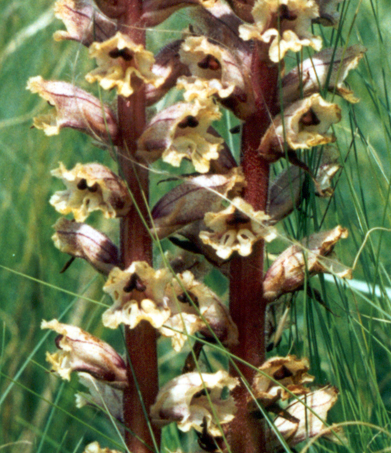 Изображение особи Orobanche alba.
