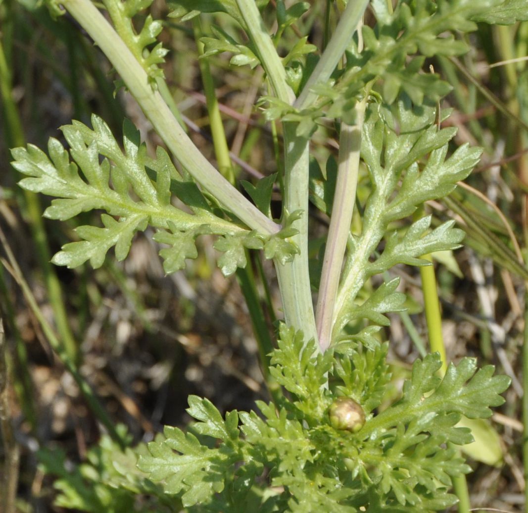 Изображение особи Glebionis coronaria.