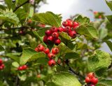 Crataegus maximowiczii. Верхушка побега с плодами. Приморский край, Спасский р-н, окр. с. Хвалынка, долина р. Одарка, кустарниковые заросли. 27.07.2016.