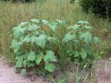 Xanthium strumarium. Цветущие растения. Амурская обл., Бурейский р-н, окр. с. Виноградовка, долина р. Асташиха, песчаная почва. 25.07.2016.