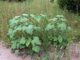 Xanthium strumarium