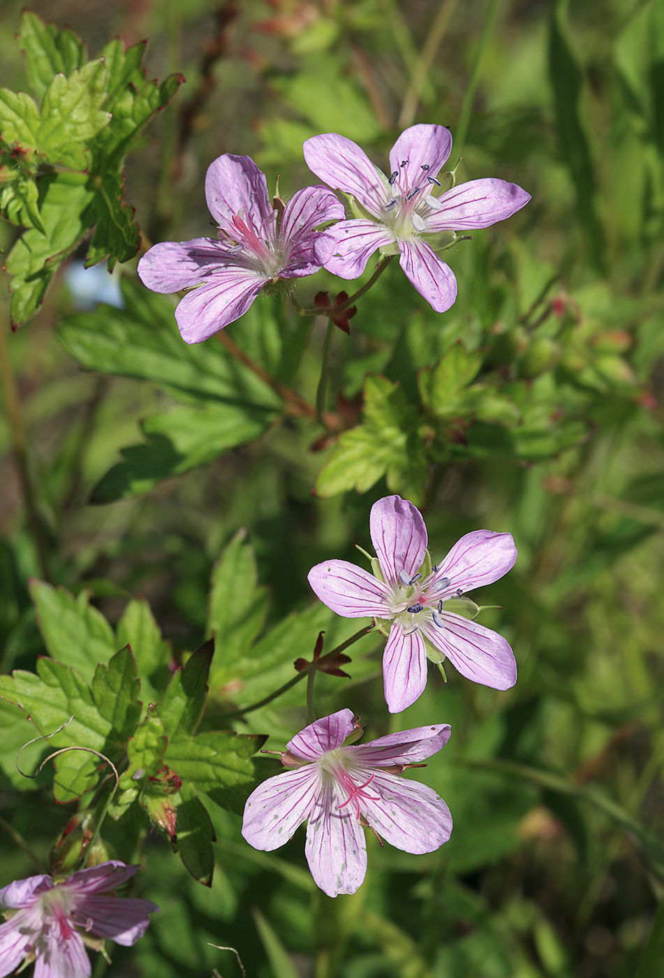 Изображение особи Geranium maximowiczii.