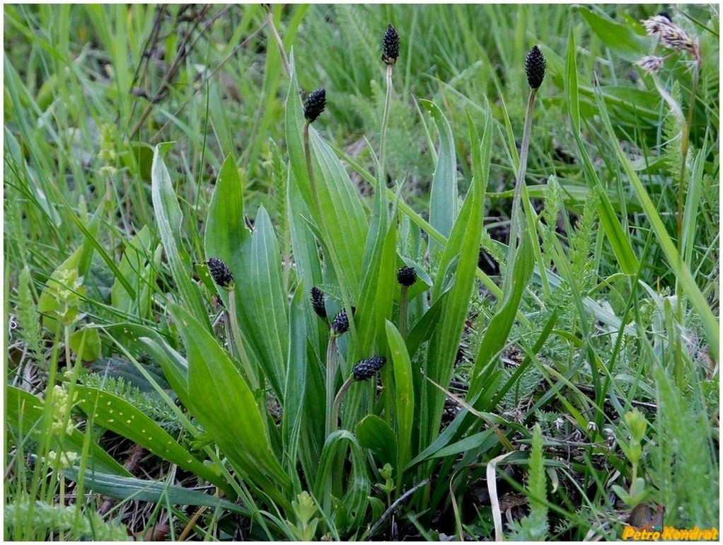 Image of Plantago lanceolata specimen.