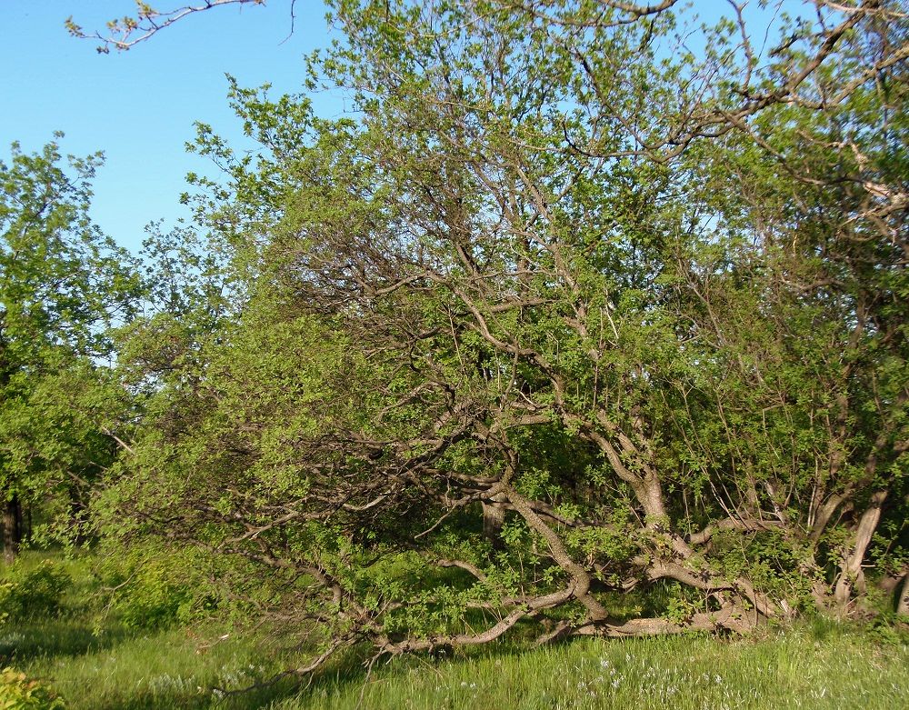 Image of Cotinus coggygria specimen.