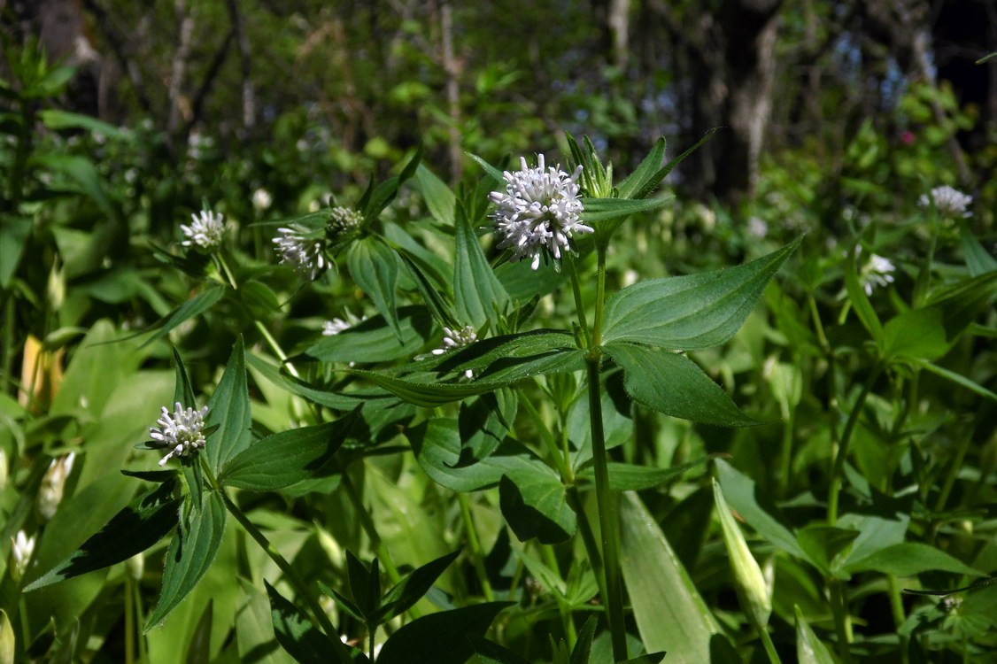 Изображение особи Asperula caucasica.