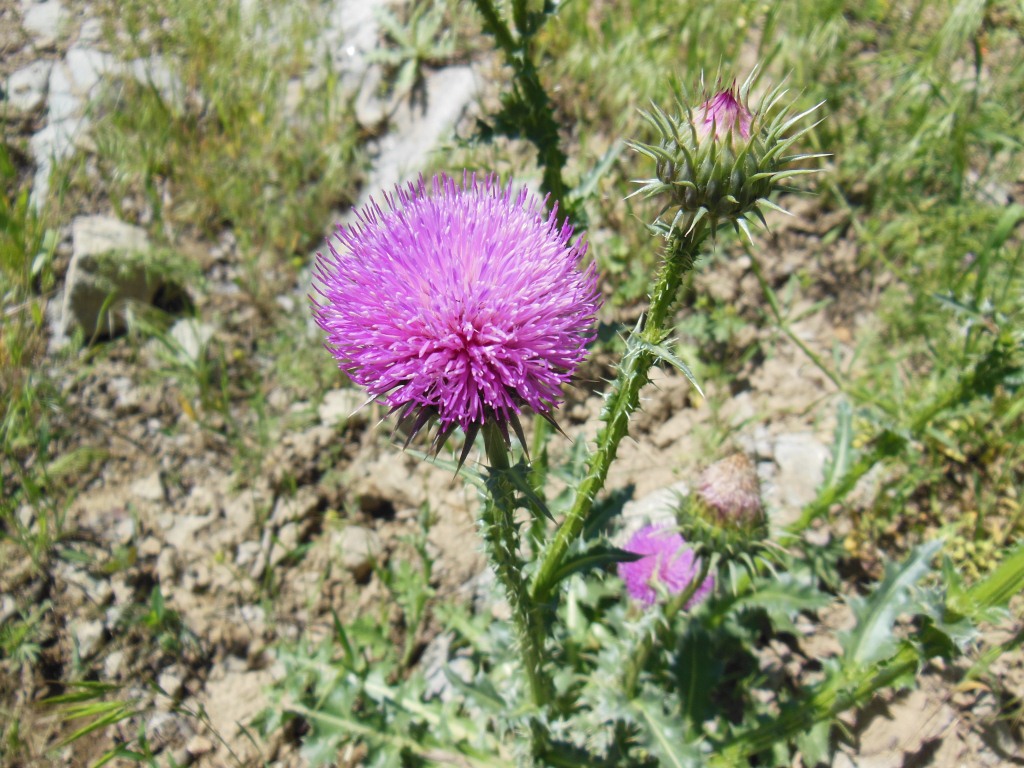 Image of genus Carduus specimen.