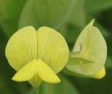 Lathyrus aphaca