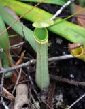 Nepenthes albomarginata. Ловчий кувшинчик (длина около 7 см). Малайзия, о-в Калимантан, национальный парк Бако, песчаниковое плато, ≈ 100 м н.у.м., заболоченный \"верещатниковый\" лес. 10.05.2017.