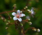 Saxifraga umbrosa