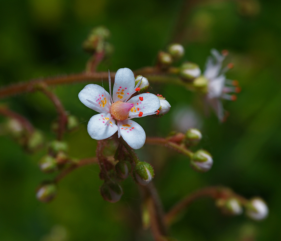 Изображение особи Saxifraga umbrosa.