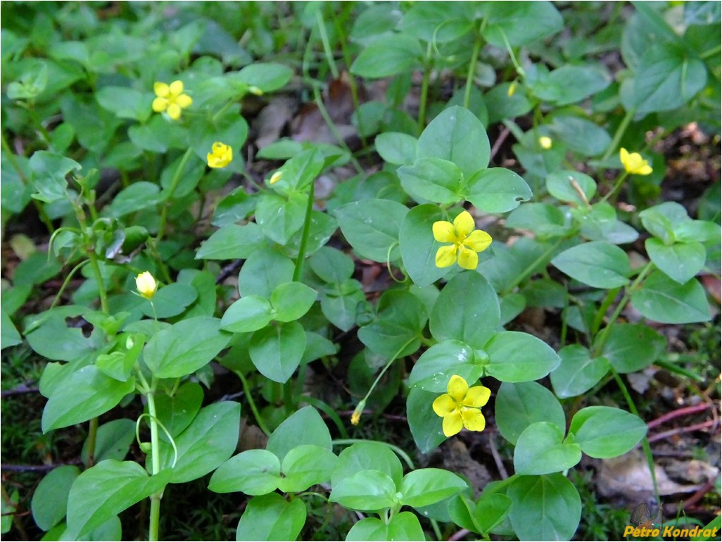 Изображение особи Lysimachia nemorum.